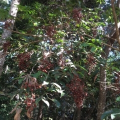 Rhodosphaera rhodanthema (Deep Yellowwood) at Paten Park - 13 Jun 2023 by PatenP