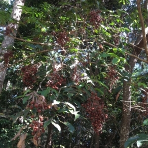 Rhodosphaera rhodanthema at The Gap, QLD - 13 Jun 2023