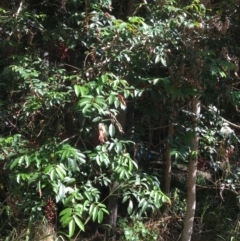 Rhodosphaera rhodanthema at The Gap, QLD - 13 Jun 2023