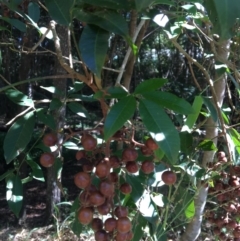 Rhodosphaera rhodanthema at The Gap, QLD - 13 Jun 2023