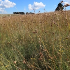 Themeda triandra (Kangaroo Grass) at Top Hut TSR - 14 Mar 2022 by AndyRoo