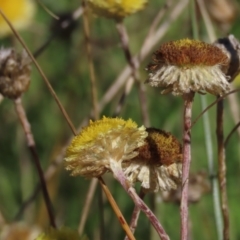 Coronidium gunnianum (Gunn's Everlasting) at Top Hut TSR - 14 Mar 2022 by AndyRoo