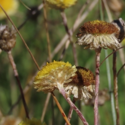 Coronidium gunnianum (Gunn's Everlasting) at Dry Plain, NSW - 14 Mar 2022 by AndyRoo