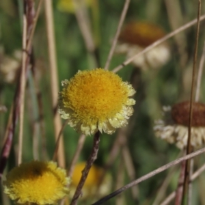 Coronidium gunnianum at Dry Plain, NSW - 14 Mar 2022