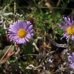 Calotis glandulosa (Mauve Burr-daisy) at Top Hut TSR - 14 Mar 2022 by AndyRoo