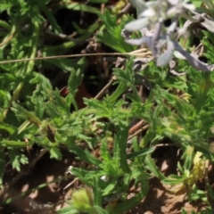 Calotis glandulosa at Dry Plain, NSW - 14 Mar 2022