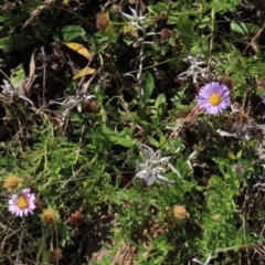 Calotis glandulosa at Dry Plain, NSW - 14 Mar 2022