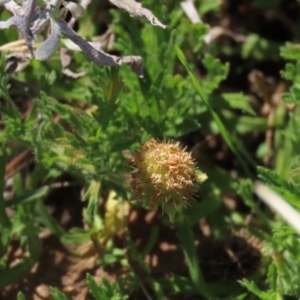 Calotis glandulosa at Dry Plain, NSW - 14 Mar 2022