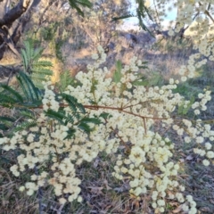 Acacia terminalis (Sunshine Wattle) at Isaacs Ridge - 6 Jul 2023 by Mike