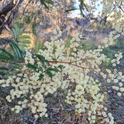 Acacia terminalis (Sunshine Wattle) at Isaacs Ridge and Nearby - 6 Jul 2023 by Mike