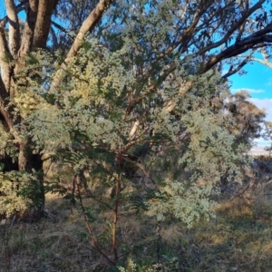 Acacia terminalis at Jerrabomberra, ACT - 6 Jul 2023