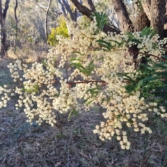 Acacia terminalis at Jerrabomberra, ACT - 6 Jul 2023 03:43 PM