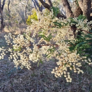 Acacia terminalis at Jerrabomberra, ACT - 6 Jul 2023