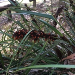 Gahnia aspera (Red-berried Saw-sedge) at The Gap, QLD - 13 Jun 2023 by PatenP