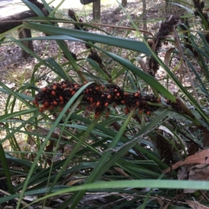 Gahnia aspera at The Gap, QLD - 13 Jun 2023