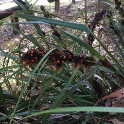 Gahnia aspera (Red-berried Saw-sedge) at Paten Park - 13 Jun 2023 by PatenP