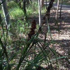 Gahnia aspera at The Gap, QLD - 13 Jun 2023 12:09 PM