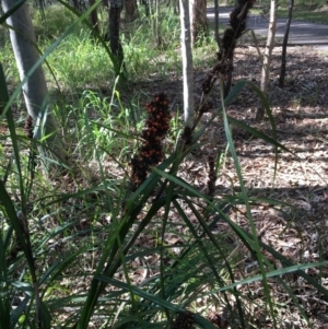 Gahnia aspera at The Gap, QLD - 13 Jun 2023