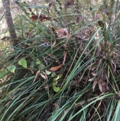 Gahnia aspera at The Gap, QLD - 13 Jun 2023