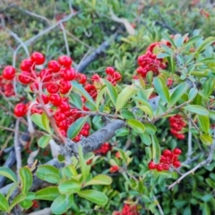 Pyracantha fortuneana (Firethorn) at Jerrabomberra, ACT - 6 Jul 2023 by Mike