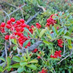 Pyracantha fortuneana (Firethorn) at Isaacs Ridge - 6 Jul 2023 by Mike