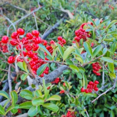 Pyracantha fortuneana (Firethorn) at Isaacs Ridge and Nearby - 6 Jul 2023 by Mike