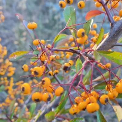 Pyracantha fortuneana (Firethorn) at Isaacs Ridge - 6 Jul 2023 by Mike