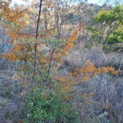 Pyracantha fortuneana at Jerrabomberra, ACT - 6 Jul 2023