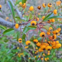 Pyracantha fortuneana at Jerrabomberra, ACT - 6 Jul 2023 03:55 PM