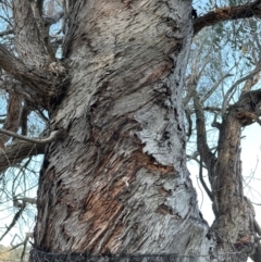 Eucalyptus bridgesiana (Apple Box) at Aranda Bushland - 6 Jul 2023 by lbradley