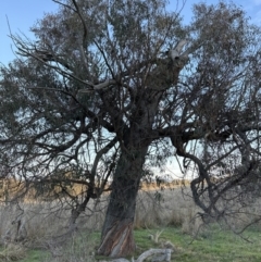 Eucalyptus bridgesiana at Cook, ACT - 6 Jul 2023