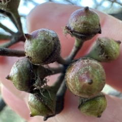 Eucalyptus bridgesiana at Cook, ACT - 6 Jul 2023