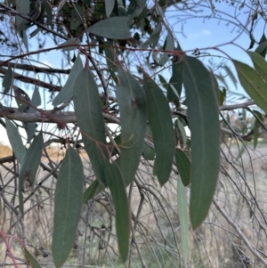 Eucalyptus bridgesiana at Molonglo Valley, ACT - 6 Jul 2023