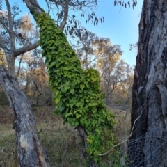 Hedera helix (Ivy) at Isaacs Ridge and Nearby - 6 Jul 2023 by Mike