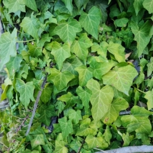 Hedera hibernica at Isaacs Ridge - 6 Jul 2023 04:08 PM