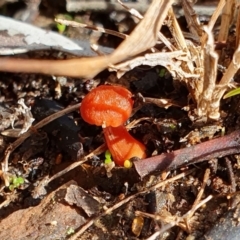 Hygrocybe sp. ‘red’ at Lyneham, ACT - 29 Jun 2023 by MPhillips