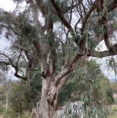 Eucalyptus nortonii (Mealy Bundy) at Fadden, ACT - 4 Jul 2023 by AnneG1