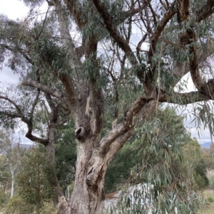 Eucalyptus nortonii at Fadden, ACT - 4 Jul 2023