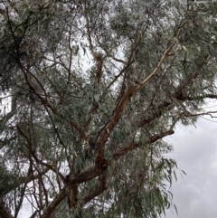 Eucalyptus nortonii at Wanniassa Hill - 4 Jul 2023 12:00 PM