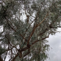 Eucalyptus nortonii at Fadden, ACT - 4 Jul 2023