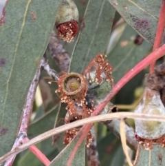 Eucalyptus nortonii at Wanniassa Hill - 4 Jul 2023