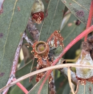 Eucalyptus nortonii at Wanniassa Hill - 4 Jul 2023 12:00 PM