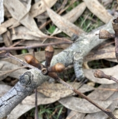 Eucalyptus nortonii at Wanniassa Hill - 4 Jul 2023