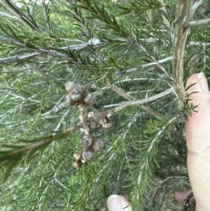 Melaleuca parvistaminea at Cook, ACT - 6 Jul 2023