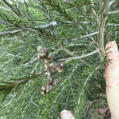 Melaleuca parvistaminea (Small-flowered Honey-myrtle) at Cook, ACT - 6 Jul 2023 by lbradley