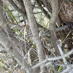 Melaleuca parvistaminea at Cook, ACT - 6 Jul 2023 04:29 PM