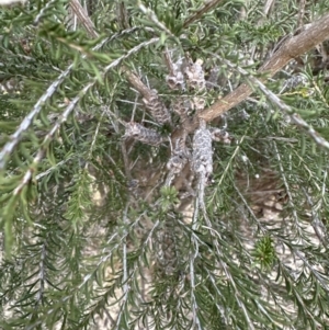 Melaleuca parvistaminea at Cook, ACT - 6 Jul 2023 04:29 PM