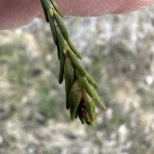 Melaleuca parvistaminea at Cook, ACT - 6 Jul 2023