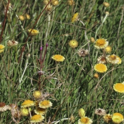 Coronidium gunnianum (Gunn's Everlasting) at Top Hut TSR - 14 Mar 2022 by AndyRoo