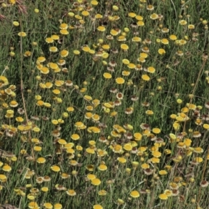 Coronidium gunnianum at Dry Plain, NSW - 14 Mar 2022